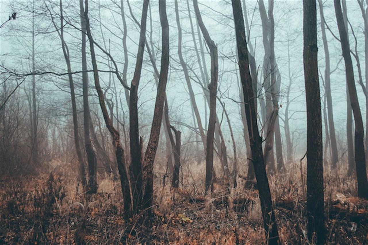 5 ting du skal opleve i Viborg