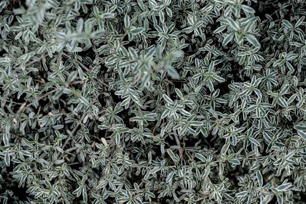 Skab en unik og flot have med sedummåtte